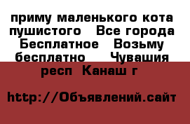 приму маленького кота пушистого - Все города Бесплатное » Возьму бесплатно   . Чувашия респ.,Канаш г.